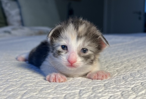 2 weeks old