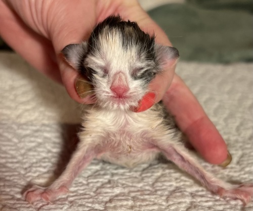 newborn