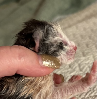 newborn  - the profile