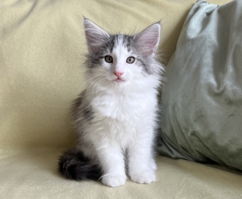 8 weeks old