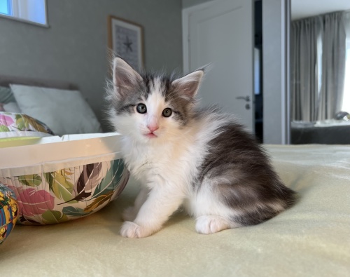 6 weeks old