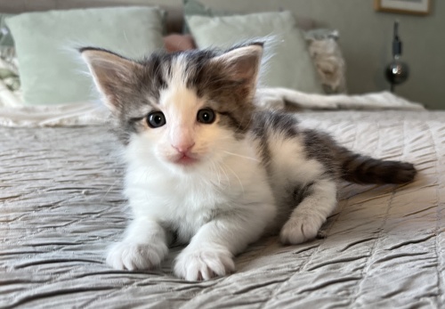 4 weeks old