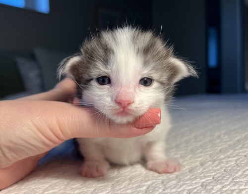 2 weeks old