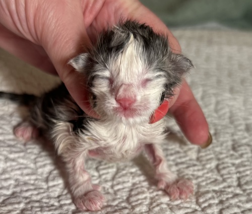 newborn