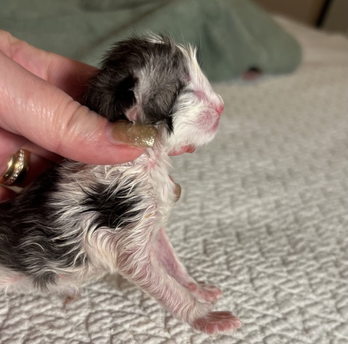 newborn  - the profile