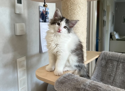 9 weeks old