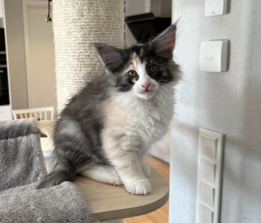 9 weeks