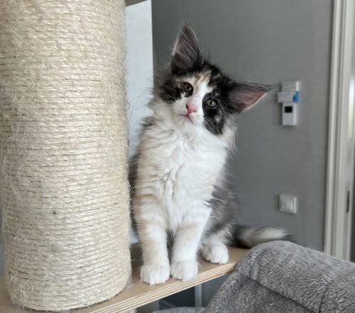 9 weeks old