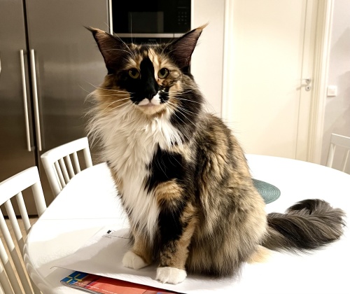 3 år 3 år