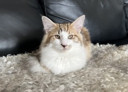 SE*Crazy Cat Ladys Äbba Äppelgurka