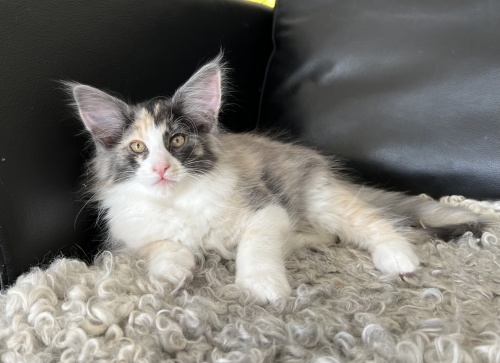 10 weeks old