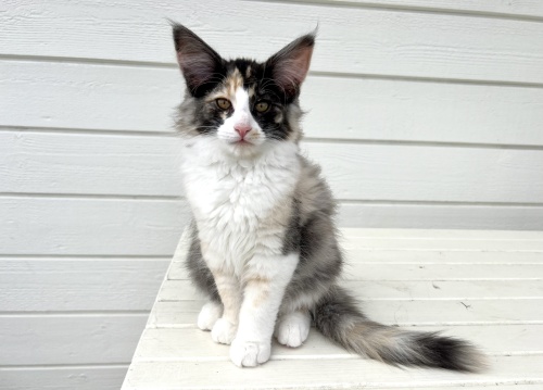 12 weeks old