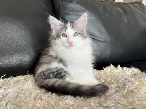 10 weeks old