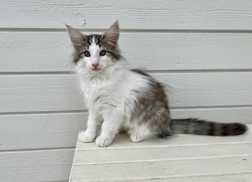 12 weeks old