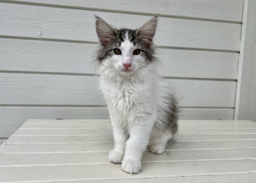 12 weeks old