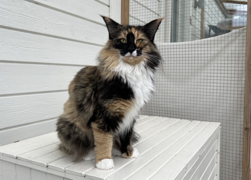 3,5 år