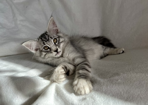 12 weeks old