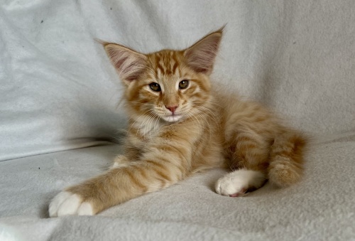 12 weeks old