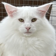 S*Viento's Master Touch, w 64 S*Viento's Master Touch, w 64