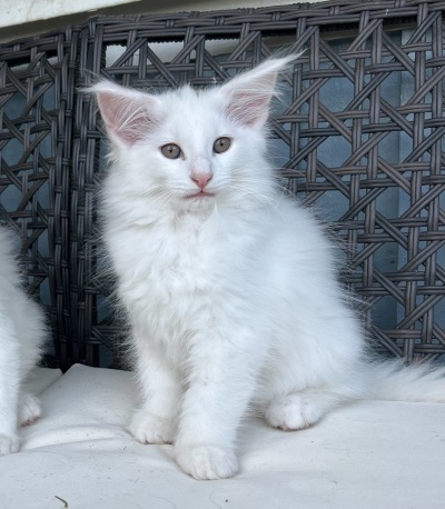 Master Touch 9 weeks old. Master Touch 9 weeks old.