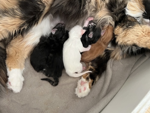 Spelkullen föddes 2025.10.30