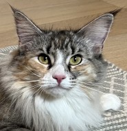 S*Kronängens Maxilla, f 09 24