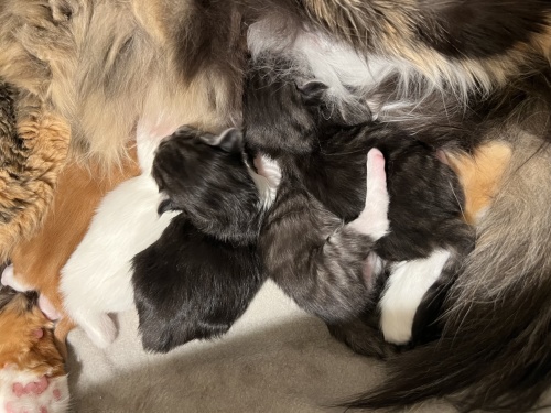 Spelkullen föddes 2025.10.30