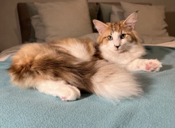 JCH SE*Crazy Cat Ladys Äbba Äppelgurka