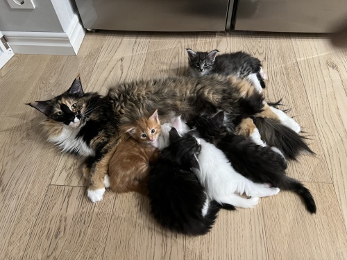 Spelkullen föddes 2025.10.30