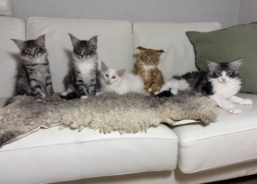 Spelkullen föddes 2025.10.30