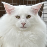 pappa S*Viento's Master Touch, w 64