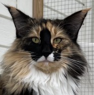 mamma NO*Loza's Frøydis, f 09