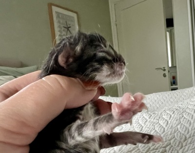 newborn  - the profile