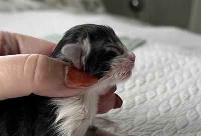 newborn  - the profile