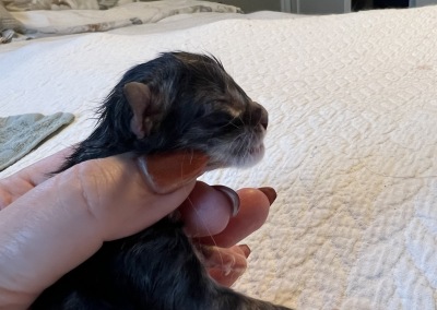 newborn  - the profile