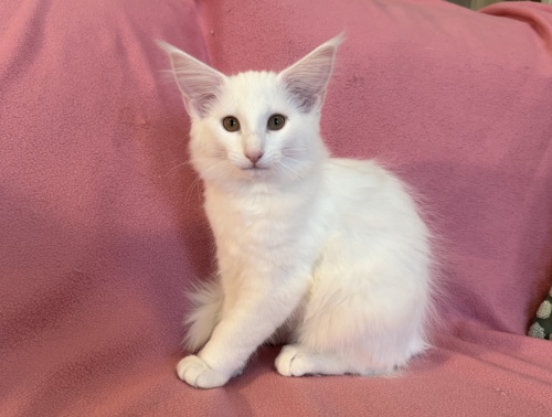 Spelkullen föddes 2025.10.30