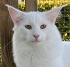 S*Viento's Master Touch, w 64