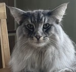 SC S*Little L's Ecthelion JW DVM, ns 24