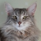 IC S*Cederskogens Bibbi Blåsippa, g 22