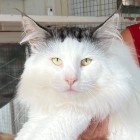 S*Utblicken's Sputnik, ns 02 21 62