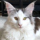 (N)Stølsgarden Zivita, ns 02 21 62