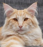 S*Kronängens Rheagar Targaryen, d 24