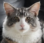 (N)Øytuns Dollar, ns 09 22