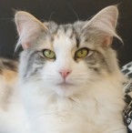 CH SE*Jacama's Villemo Vallmo, fs 03 23