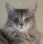 S*Cederskogens Bibbi Blåsippa, g 22