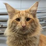 S*Hemligheten's Dumle, d