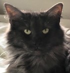 S*Kronängens Elena Gilbert, ns