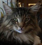 CH S*Fridalas Hamlet, n 09 22