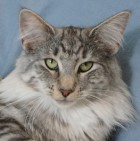 CH S*Kronängens Kitty Pryde, ns 09 24