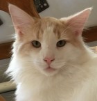 S*Utblicken's Walter, es 03 22